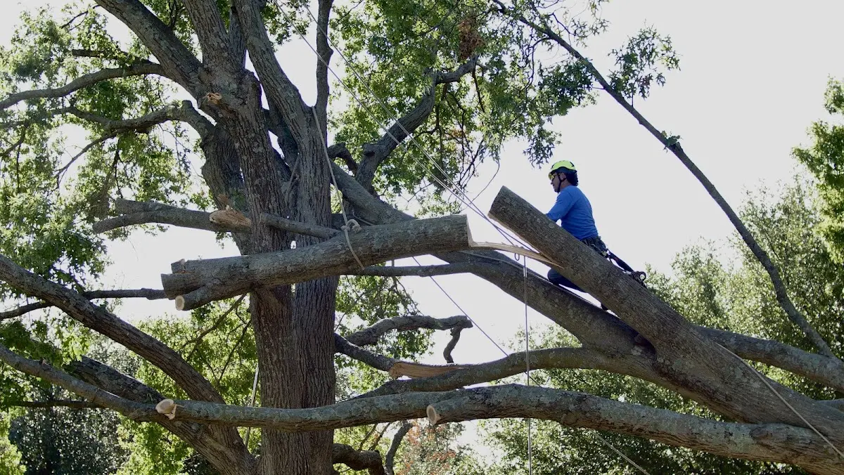 Professional Crown Thinning performed by certified arborists in Crowell