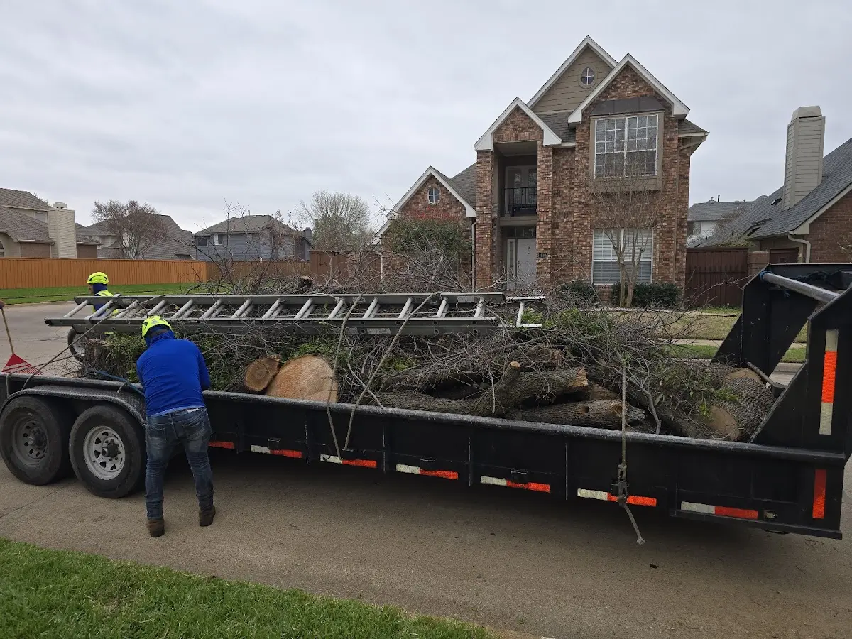 Expert Tree Removal with proper safety equipment in Crowell